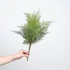 Venta al por mayor de plantas verdes ornamentales para paredes, incluyendo helechos, clemátides, helechos silvestres de montaña, bambú negro, tuya, helechos de espárrago y helechos extranjeros