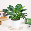 Plantas Verdes en Maceta de Diamante Dorado, Cesta de Potos de Diamante Platino, Plantas Hidropónicas, Flores, Suculentas, Flores Fáciles de Cultivar para Personas Perezosas en la Oficina