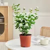 Planta de Semillero de Jazmín Cabeza de Tigre en Maceta Sala de Estar Doble Pétalo Espécimen Antiguo Fragancia Fuerte Gardenia Jiulixiang Planta Fácil de Cultivar en Cuatro Estaciones Planta Verde