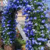 Plántulas de Flores en Maceta Copo de Nieve Azul Florecen en Todas las Estaciones, Plantas Trepadoras Ornamentales para Jardín de Balcón, Resistentes al Calor y Fáciles de Cuidar, Copos de Nieve Blancos