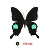 Especímenes Tridimensionales de Mariposas e Insectos Reales para la Educación Científica Infantil en Jardines de Infancia, con Alas Extendidas, Diseño de Estilo Fotográfico 1