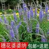Sementes de Centáurea Perene no Atacado de Várias Regiões, Sementes de Dianthus Multicolores, Flores Medicinais, Flores de Trigo Gigantes, Sementes para Jardinagem