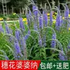 180 Variedades de Sementes de Flores Não Repetitivas, Fáceis de Cultivar em Todas as Estações, Podem Afastar Mosquitos, Adequadas para Varandas Internas e Externas, Distribuição Transfronteiriça