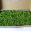 [Musgo eterno em caixa 500g] Parede de fundo de musgo de rena materiais de decoração para casa fabricantes de musgo atacado