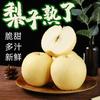 Pera Hebei Crown 5kg Caixa Inteira de Frutas Frescas Peras 2.5kg Peras Neve Sazonais 1.5kg Pera Crocante Pera Não-Tangshan Alimento