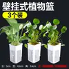 Cesta Hidropónica de Pared para Acuario Taza de Cultivo de Plantas Acuáticas para el Hogar Cesta de Fijación de Plantas Vertical Decoración de Paisajismo para Acuario