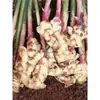 Dianxiansheng Ingredientes Frescos de Yunnan, Jengibre Fresco Cultivado por Agricultores, Directo del Lugar de Origen, Jengibre Fresco de Agricultores en Temporada, China