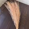 Hierba Barba de Dragón Flor Eterna Flor Seca Real Sueño de Yunnan Decoración Suave Materiales de Arte Fuegos Artificiales Hierba de Pelo Largo Decoración de Boda
