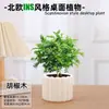 Las plantas en maceta son fáciles de cuidar en las salas de estar interiores.; plantas verdes hidropónicas, bonsáis creativos, plantas de la suerte, plantas pequeñas en maceta y árboles de la fortuna son todas excelentes opciones