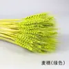 Venta al por mayor de fábrica ramo de flores secas de espiga de trigo natural cebada de apertura adornos de decoración pastoral adornos de flores secas estilo pastoral