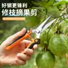 Tijeras para Recolectar Fruta de Jardín, Tijeras para Podar Flores, Tijeras de Acero Inoxidable para Recolectar Uvas de Jardín, Tijeras de Podar, Tijeras para Ramas, Tijeras para Flores