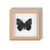 Especimen de Mariposa Real Pintura Decorativa Colgante Adorno de Mariposa Naranja Rosa Marco de Madera Maciza Regalo para Mejor Amigo Nicho Conmemorativo Artículo Creativo