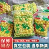 Nueces de ginkgo envasadas al vacío para frescura, nueces de ginkgo blancas nuevas, nueces maduras de múltiples sabores, especialidad de Pizhou, sin blanquear, pistachos pelados