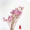 Flores Secas Brasil Flor Estrella Pequeña Lápiz Labial Gelatina Flores Secas Margarita Pequeña Fotografía de Hogar Aromaterapia Flores Flotantes Mini Flores Reales