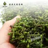 Extracto de planta de pimienta de montaña de jengibre de madera de rocío puro de cubeba de montaña silvestre materia prima cosmética solución madre de agua de flor de rocío puro saturada