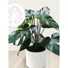 Suporte de Fixação para Raiz e Caule de Plantas em Acrílico Haste de Suporte Antiatravesamento para Monstera Deliciosa e Spathiphyllum Fixador para Plantas Verdes Suporte Retrátil