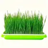 Bandeja Grande Espesada para Germinar Brotes en Casa, Bandeja de Cultivo de Plántulas, Base Plana de Bandeja, Maceta Hidropónica Reutilizable para Flores
