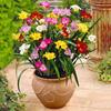 Bulbos de Alyssum Importados, Fresias de Doble Floración, Florecen en Todas las Estaciones y Son Buenas para Alimentar Florales Ornamentales, Florales en Maceta y Semillas de Plantas