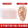 Fábrica de Parches para Acupuntos de Oreja Semillas Wangbuliuhe Suministros Parche de Bolitas de Presión para la Oreja Modelo de Oreja de Acupuntura de Medicina Tradicional China Parche Estimulador de Presión en la Oreja con Bolita Magnética