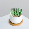 Combinación de Plantas Suculentas Pequeñas en Maceta para Interiores Suculentas Fáciles de Cuidar Plantas Verdes de Escritorio Flores con Maceta Paquete para Principiantes