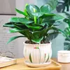 Planta en Maceta Princesa Verde Diamante Dorado de Hoja Grande, Perenne Todo el Año, Absorbe Formaldehído y Purifica el Aire, Adecuada para Sala de Estar Plantas y Flores Verdes Hidropónicas de Interior