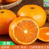 Dropshipping Plantones de Naranja Azucarada Auténtica de Guangxi con Fruta Naranja Kumquat Azucarada Injertada en Maceta del Sur y del Norte