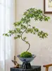 Bonsái de Arce de Agua Corriente con Forma Planta Verde Purificadora de Aire Adorno Decorativo Estilo Zen Chino para Sala de Estar Fácil de Cultivar para Principiantes Bonsái