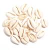 Pingente de moeda de concha natural irregular, pingente de concha de moeda, estrela-do-mar criativa, concha, acessórios de joias para pulseira DIY