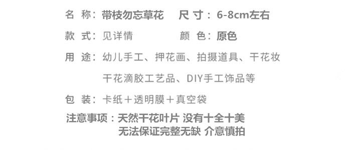 带枝勿忘草花