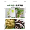 Arce Liuchuan Plantas Verdes en Maceta Estudio Sala de Estar Plantas de Interior Siete Arce Árboles Celebridad de Internet Estilo Japonés Zen Oficina Hojas de Arce