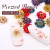 Arte de Uñas Estilo Japonés Flor de Crisantemo Pequeña en Relieve Paquete de Flores en Relieve Materiales de Flores Secas Materiales de Flores Naturales DIY