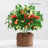 Plantas de Pimenta Coloridas em Vasos com Frutos Plantas de Pimenta Coloridas Comestíveis Mudas Plantio em Varanda Pátio Plantas Verdes Plantas em Vasos para Varanda