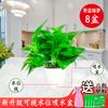 Rabanete Verde Envasado Doméstico para Interior Cinto Absorvente de Água Escritório Casa Nova Remove Plantas Verdes Plantas de Cesto Verde Grande Absorção de Formaldeído para Interior
