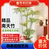Una generación de planta en maceta del sur de Tianzhu planta verde de sala de estar interior pila vieja oficina planta Lu planta grande suelo a suelo real