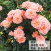 Dropshipping Pared Micro-Flor Plántulas Adecuadas para Plantación en Patio Florales Enredaderas Trepadoras Florales Extra Grandes y Plántulas de Flor Weibai Período de Floración