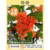 Plantones de Osmanthus de Agosto Dropshipping Todo el Año Osmanthus Interior Balcón Maceta Plantones de Osmanthus Dorado Patio Exterior Comestible