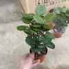 Bolsa de Dinheiro Planta Pilha Velha Fulu Magnólia Folha Redonda Bolsa de Dinheiro Vaso Grande Interior Escritório Planta Verde Perene Todo o Ano