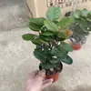 Planta de Interior Grande em Vaso para Sala de Estar ou Escritório, Árvore do Dinheiro com Folhas Redondas, Boa Planta para Prosperidade