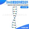 Módulo de modelo de estrutura de dupla hélice de DNA, instrumento de ensino de gene genético biológico e variação