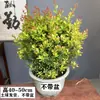 Bonsai de Nanmu Dourado em Vaso com Folhas Pequenas, Formato de Bonsai de Nanmu Vermelho, Mudas de Nanmu Dourado e Zhennan de Folhas Pequenas, Absorvem Formaldeído