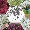 Sementes de Gipsofila Multicoloridas, Sementes de Flores de Vaso para Varanda de Quatro Estações, Sementes de Gipsofila de Flor Pequena, Sementes de Flores de Grama