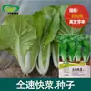 Semillas de Repollo Rápido Huerta de Verduras Suave y Fragante Semillas de Repollo Rápido Semillas de Verduras