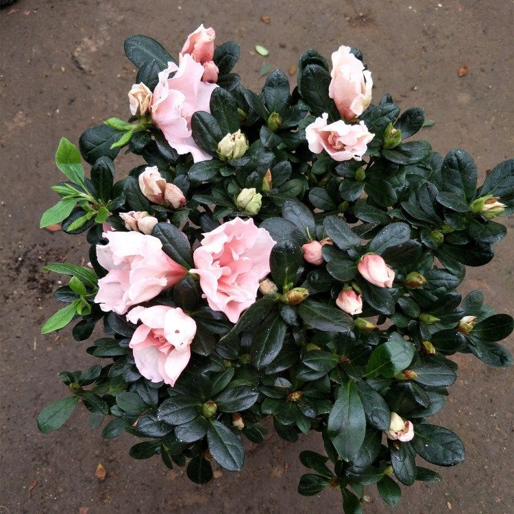 粉杜鹃30cm2.jpg