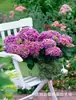 Jardín de Sasha [Serie Verano Interminable] Hortensia Novata de Flor Grande Envío Gratis Flores de Jardín Balcón y Plantas en Maceta