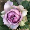 Kono Caixa de Joias/Névoa Azul Broto de Rosa de Salão Arbusto Flores de Jardim de Pátio Fragrantes Multissazonal