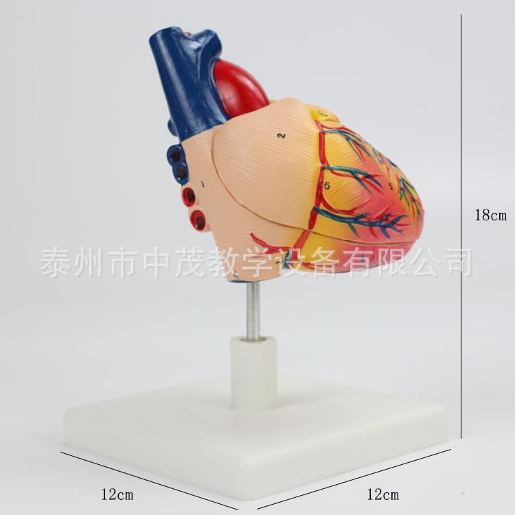 心脏 (7)