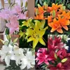 Bulbos de lírio perfume, sementes de lírio de pétala única enviadas com botões, de pétala dupla, flores ornamentais de vaso para quatro estações atacado