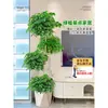 Árbol Feliz Sala de Estar en Maceta Planta Verde Grande y Vieja Oficina Árbol Seguro Planta Absorbente de Formaldehído Fácil de Mantener en Todas las Estaciones