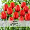 Bulbos de tulipán holandeses, semillas hidropónicas, flores en maceta, plantas de tulipán para cultivo interior, disponibles para venta al por mayor