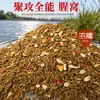 Isca de Pesca para Carpa, Carpa Crucian, Carpa Negra, Carpa Capim e Pesca Selvagem, Especificamente para Mirar Peixes Como Peixe Picante Amarelo